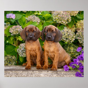 Cute Bavarian Mountain Hound Puppies with Flowers Poster