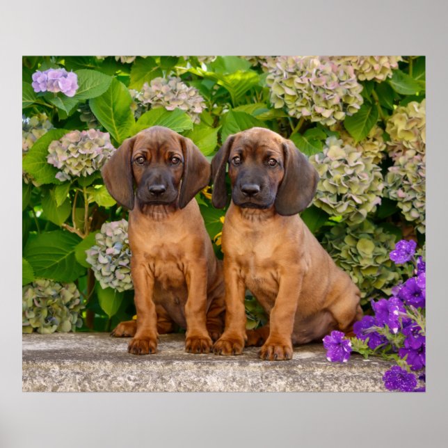 Cute Bavarian Mountain Hound Puppies with Flowers Poster (Front)