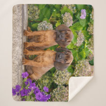 Cute Bavarian Mountain Hound Puppies with Flowers