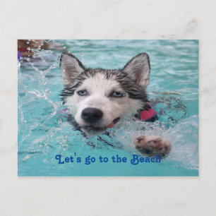 Cute Beach Dog greetings Postcard