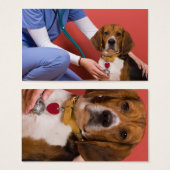 Cute Beagle Dog Getting a Veterinary Checkup (Front & Back)