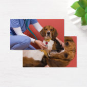 Cute Beagle Dog Getting a Veterinary Checkup (Desk)