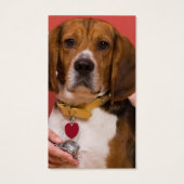 Cute Beagle Dog Getting a Veterinary Checkup (Back)