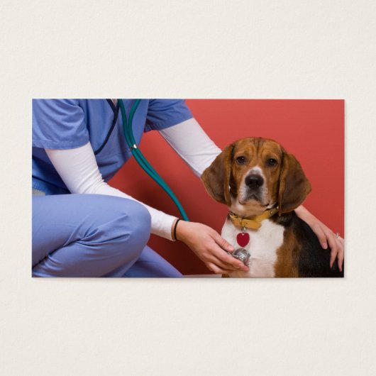 Cute Beagle Dog Getting a Veterinary Checkup (Front)