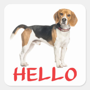 Cute Beagle Dog Lover Hello Miss You Friendship Square Sticker