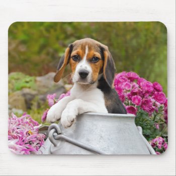 Cute Beagle Dog Puppy In A Milk Churn - Mouse Pad by Kathom_Photo at Zazzle