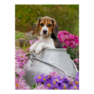 Cute Beagle Dog Puppy in a Milk Churn Photography Poster
