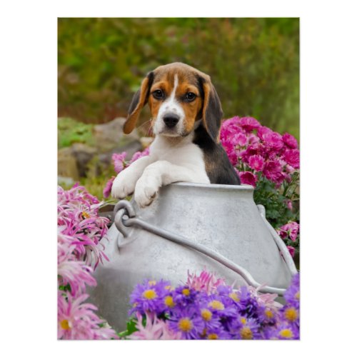 Cute Beagle Dog Puppy in a Milk Churn Photography Poster