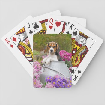 Cute Beagle Dog Puppy In A Milk Churn - Playing Cards by Kathom_Photo at Zazzle