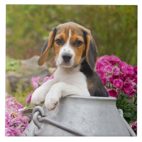 Cute Beagle Dog Puppy in a Milk Churn _ Tile