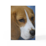 Cute Beagle  Greeting Cards