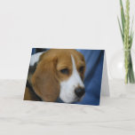 Cute Beagle  Greeting Cards