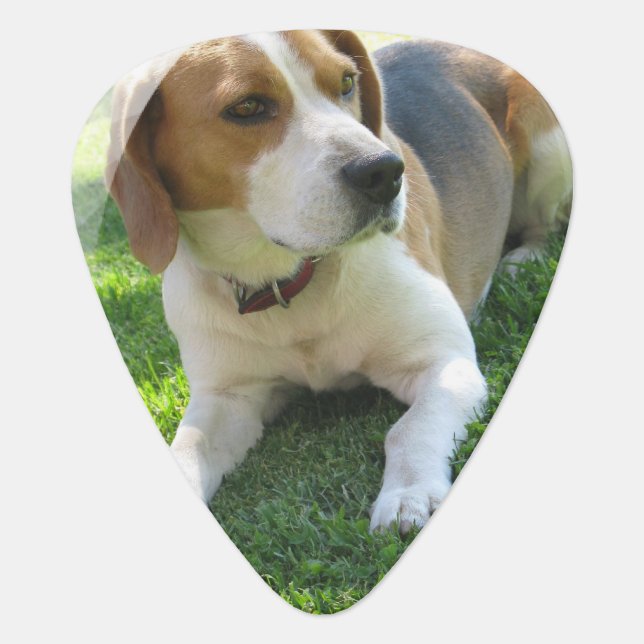 Cute Beagle Guitar Pick (Front)