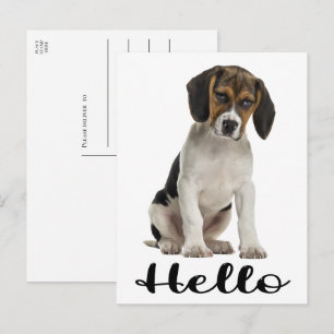 Cute Beagle Hello Funny Puppy Dog Thinking of You Postcard