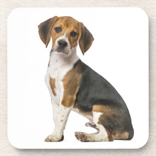 Cute Beagle Mom Dog Lover Puppy Dad Pup Adoption Beverage Coaster