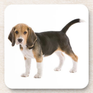 Cute Beagle Mom Dog Lover Puppy Dad Pup Adoption Beverage Coaster