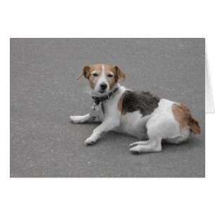 Cute Beagle Mongrel Cards