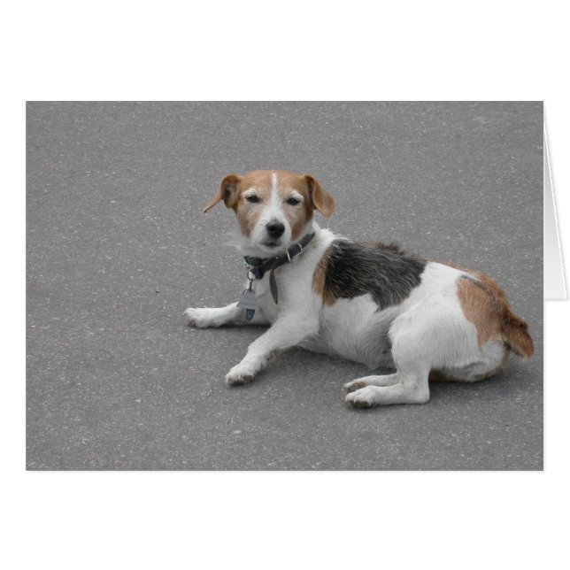 Cute Beagle Mongrel Cards (Front Horizontal)