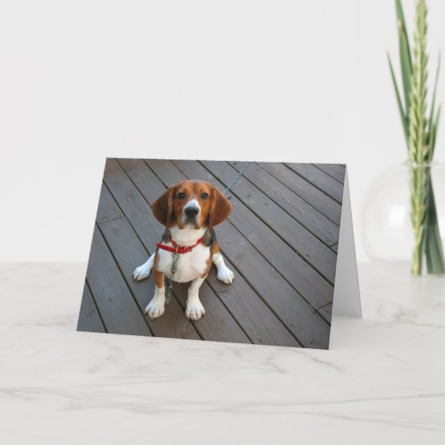 Cute Beagle Pup Greeting Card (Front)