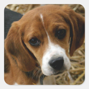 Cute Beagle Puppy Dog Greeting Stickers