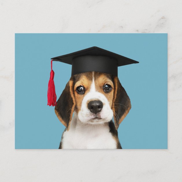 Dog Graduation Cap Gown Therapy Dog Graduation Cap, 58% OFF