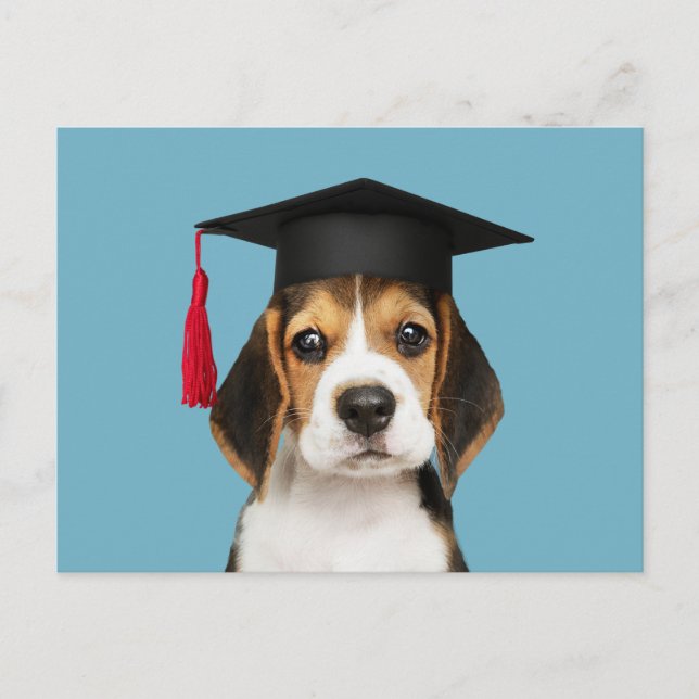 Cute beagle puppy in a graduation cap postcard (Front)