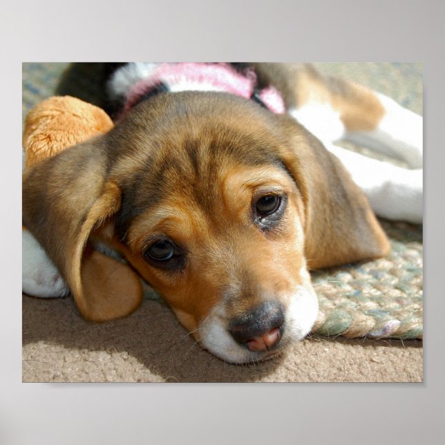 Cute Beagle Puppy Poster (Front)