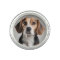 Cute Beagle