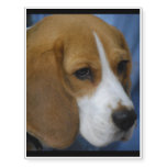 Cute Beagle Temporary Tattoos