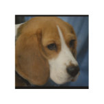 Cute Beagle Wood Wall Art