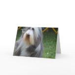 Cute Bearded Collie Card