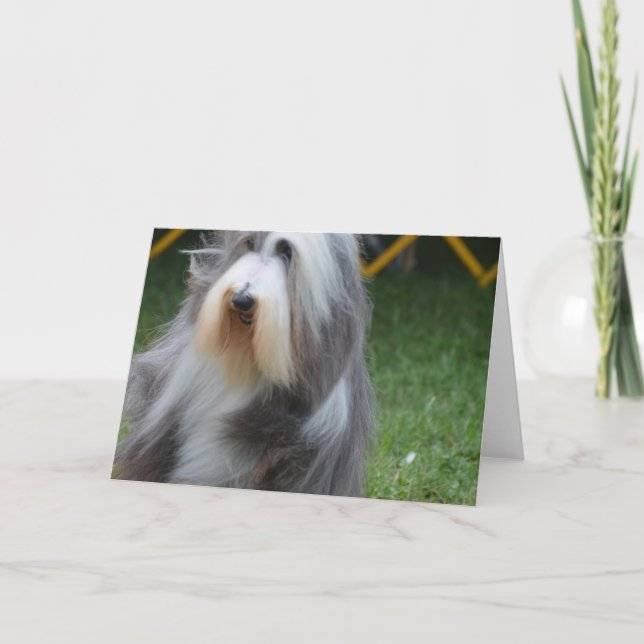 Cute Bearded Collie Card (Front)
