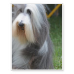 Cute Bearded Collie Temporary Tattoos