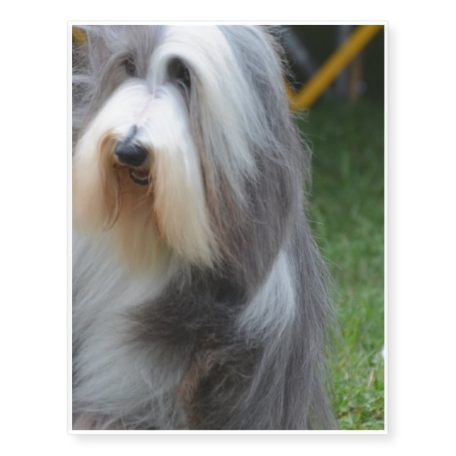 Cute Bearded Collie Temporary Tattoos (Front)