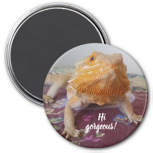 Cute Bearded Dragon Picture Magnet