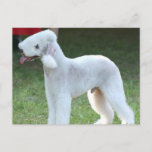 Cute Bedlington Terrier Postcard