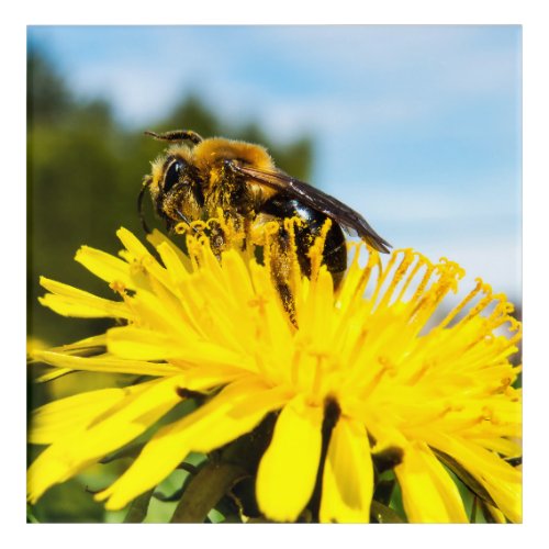 Cute Bee On A Dandelion Acrylic Print