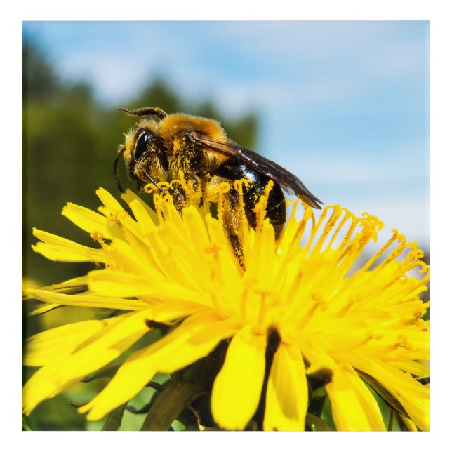 Cute Bee On A Dandelion Acrylic Print (Front)