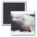 Cute Beluga Whale Magnet