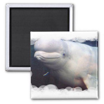 Cute Beluga Whale Magnet by WildlifeAnimals at Zazzle