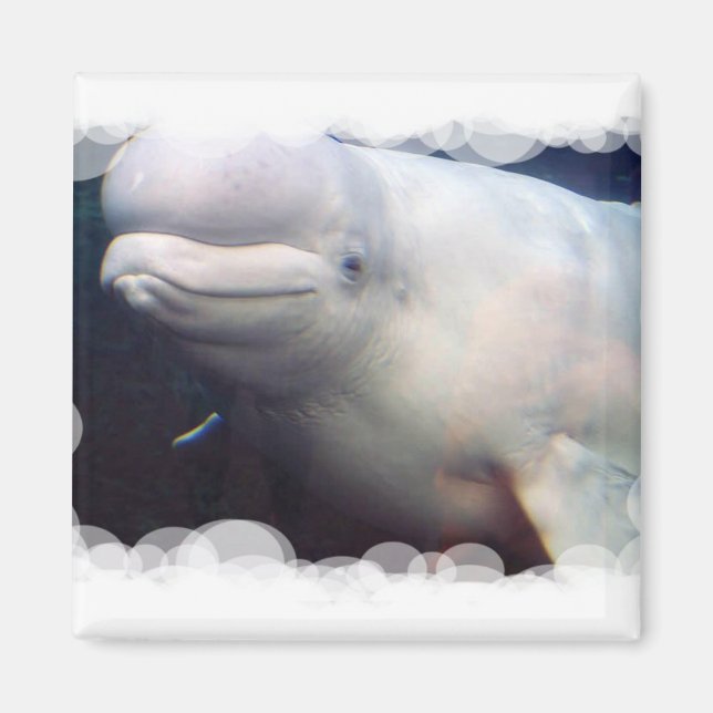 Cute Beluga Whale Magnet (Front)