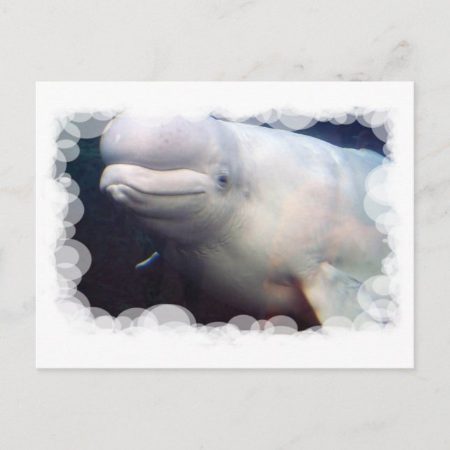 Cute Beluga Whale Postcard (Front)