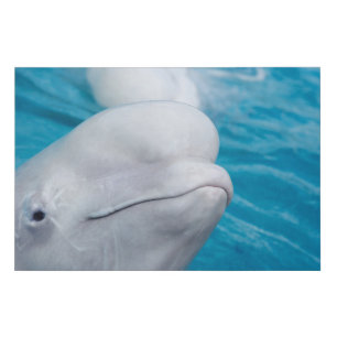 Cute Beluga Whale Sea Animal Faux Canvas Print