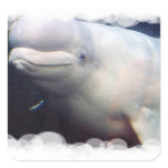 Cute Beluga Whale Sticker