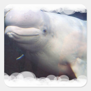 Cute Beluga Whale Sticker
