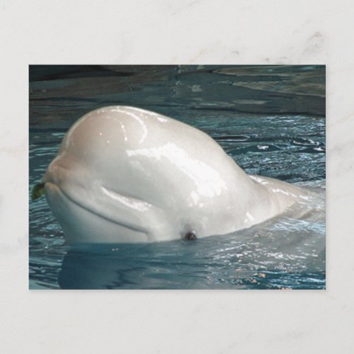 Cute Beluga whale Sticks Face Out of Pool Postcard