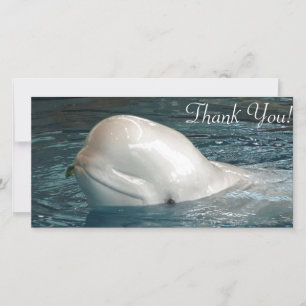 Cute Beluga whale Sticks Face Out of Pool Thank You Card