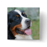 Cute Bernese Button