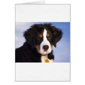 Cute Bernese mountain dog (Front)