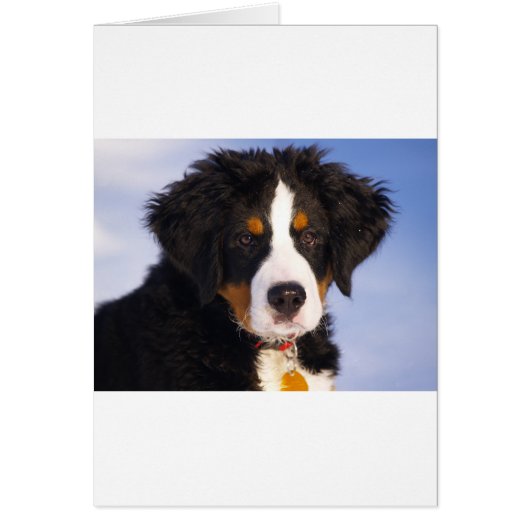 Cute Bernese mountain dog Cards (Front)
